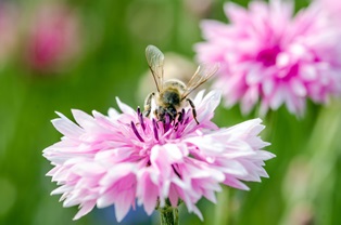 Biene in Blüte