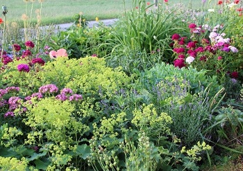 Bunte Gärten - Blühende Pflanzen