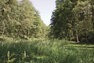 Kanal Fossa Eugeniana bei Walbeck heute