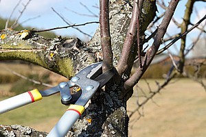 Astschere beim Baumschnitt