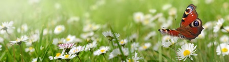 Schmetterling auf der Wiese
