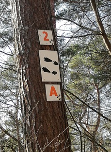 Waldjugenspiele Beschilderung Aufgaben