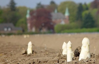 Walbecker Spargel auf dem Spargelfeld