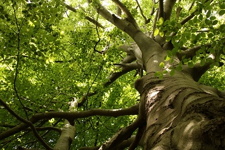 Wald-Loges Back to the Roots